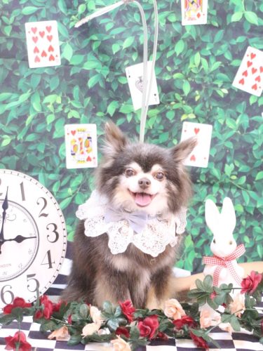 20250416チップくん